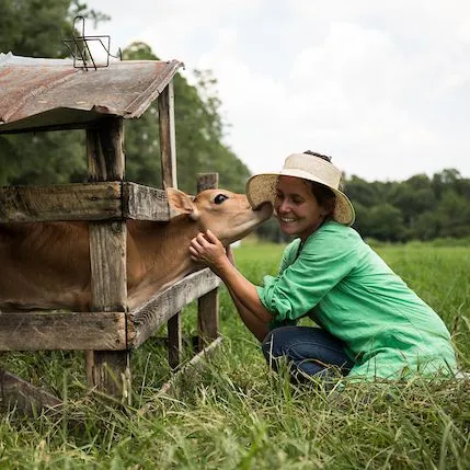 thumbnail for publication: Does the Method of Castration Affect Calf Performance?